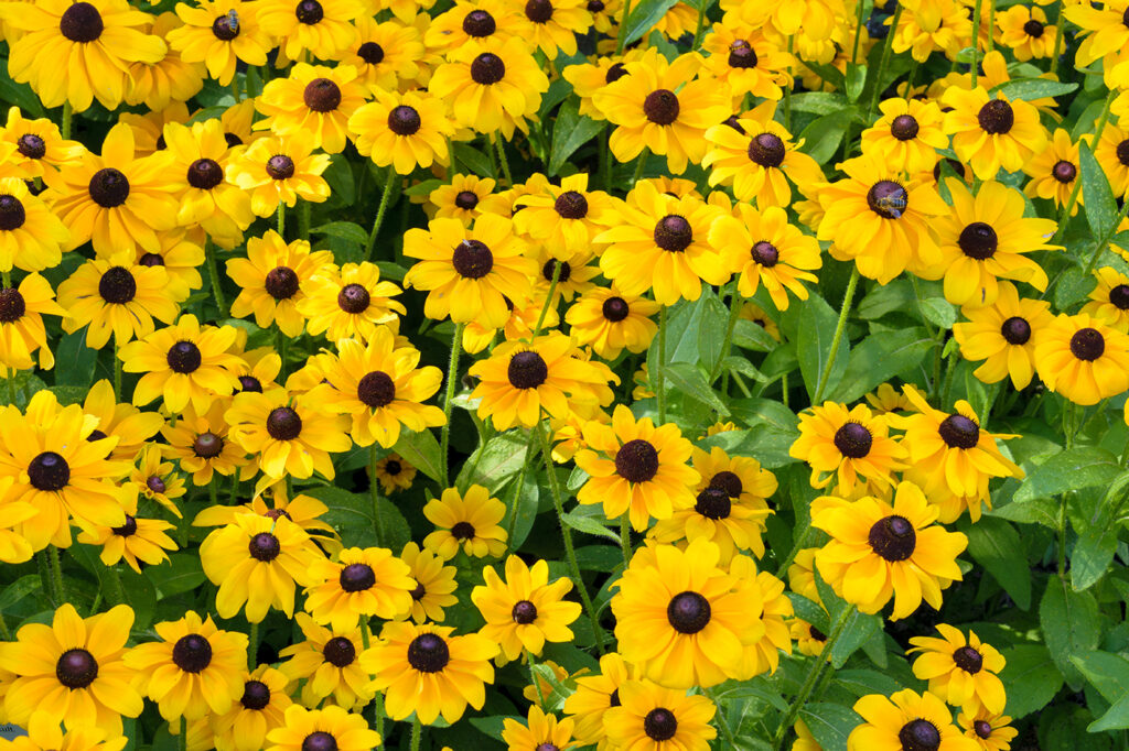 Top Sun Perennials: Black-Eyed Susan - LawnCentral
