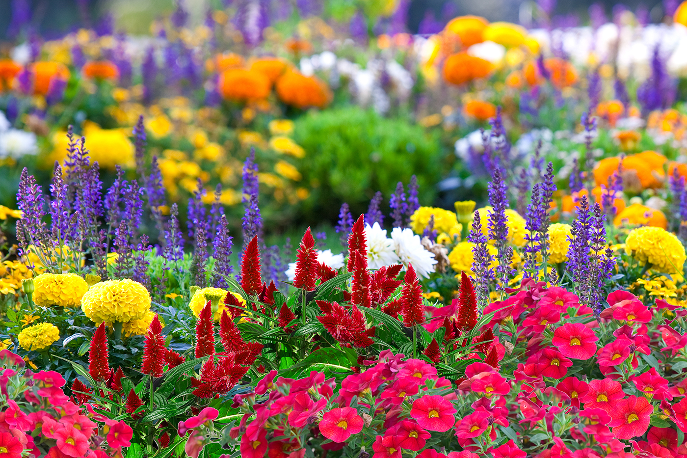 Top Sun Annuals - LawnCentral