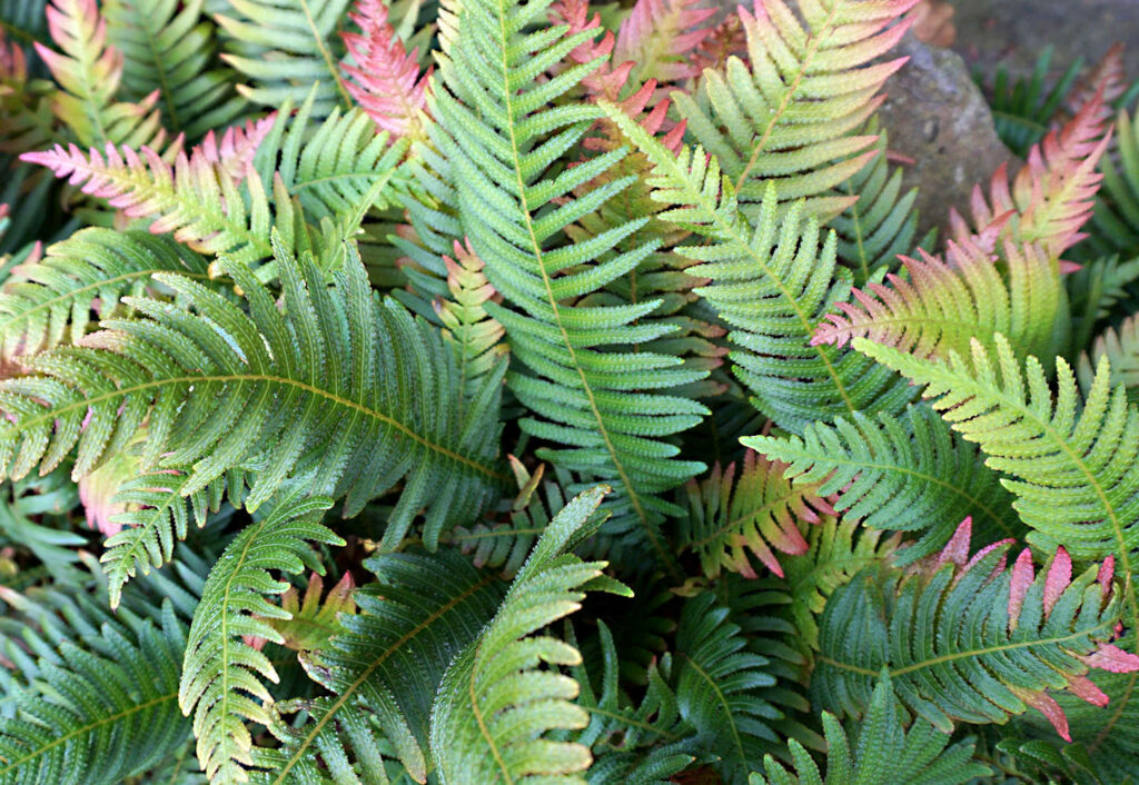 Top Shade Perennials: Ferns - LawnCentral