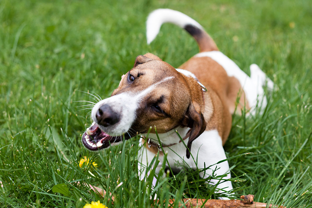 Pets & Your Lawn – LawnCentral