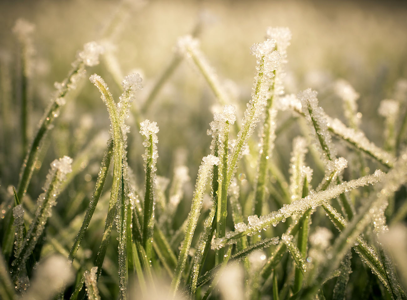 lawn-damage-during-cold-weather-lawncentral